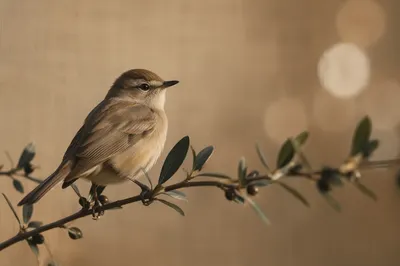 Small Songbird on Leafy Branch