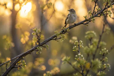Spring Songbird on Budding Orchard Branch