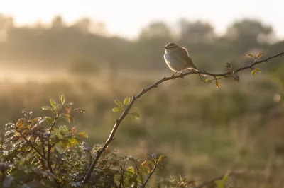 Songbird on Branch in Golden Morning Light