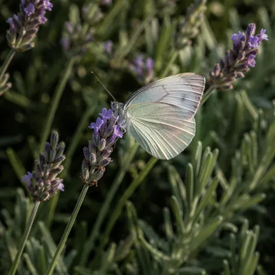 Colorful Butterfly on Lavender Garden Blossom