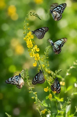Colorful Butterflies in Peaceful Flower Garden