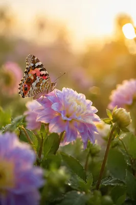 Colorful Butterfly on Dewy Garden Flower
