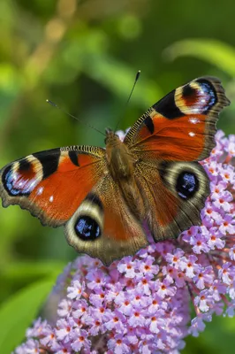 Colorful Butterfly on Lavender Garden Flowers