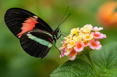 Colorful Butterfly on Garden Flowers
