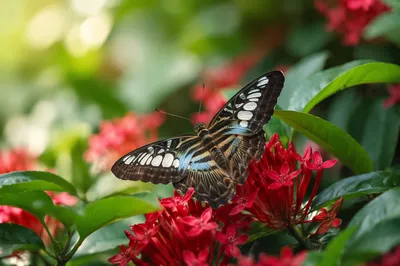 Colorful Butterfly on Red Garden Flowers