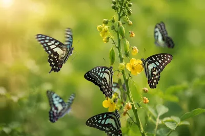 Colorful Butterflies in Spring Flower Garden
