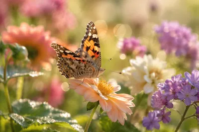 Colorful Butterfly in Morning Garden Blossoms