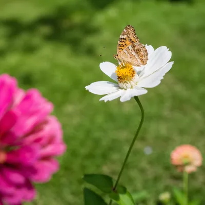 Butterfly Resting on White Garden Flower