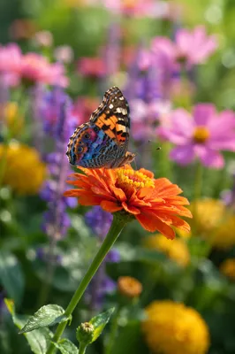 Colorful Butterfly Resting in Summer Flower Garden