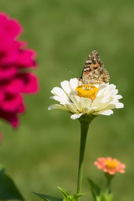 Butterfly on White Garden Flower Closeup