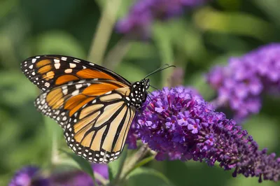 Colorful Butterfly on Purple Garden Blossoms