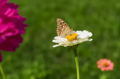 Butterfly Resting on White Garden Flower