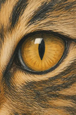 Golden Tabby Cat Eye Macro Portrait