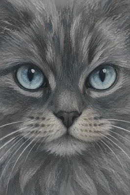 Pale Blue Eyes Gray Cat Close-Up