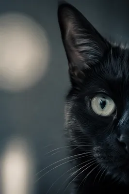 Black Cat Close Up with Luminous Eye