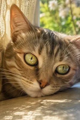 Sunlit Cat Portrait With Green Gold Eyes