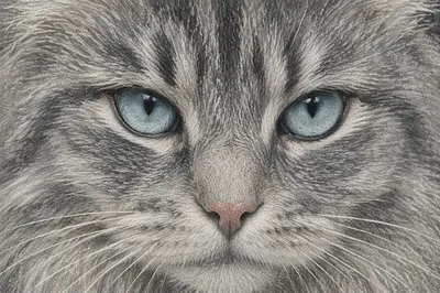 Blue Eyed Gray Tabby Close Up