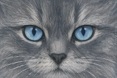 Close-Up Gray Cat with Blue Eyes