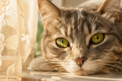 Sunlit Cat Portrait with Luminous Green Eyes