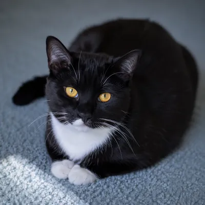 Tuxedo Cat with Golden Amber Eyes