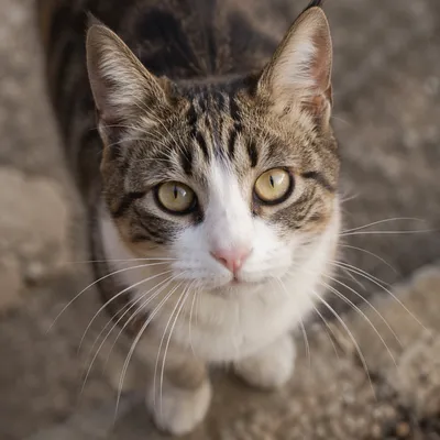Close-Up Tabby Cat With Hazel Eyes
