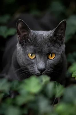 Amber Eyed Gray Cat in Garden Foliage