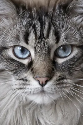 Blue Eyed Tabby Cat Close Up