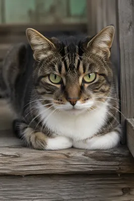 Close-Up Tabby Cat Portrait with Green Eyes