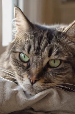 Close Up Gray Tabby Cat Portrait