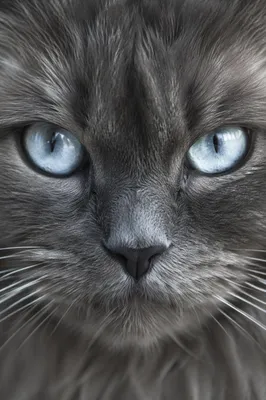 Gray Cat Close-Up with Pale Blue Eyes