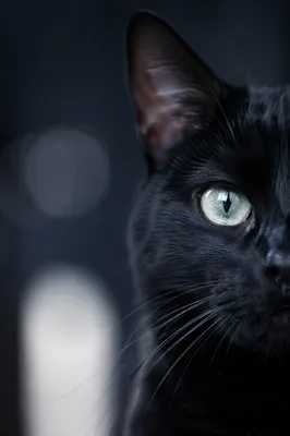 Black Cat Eye Close Up Portrait