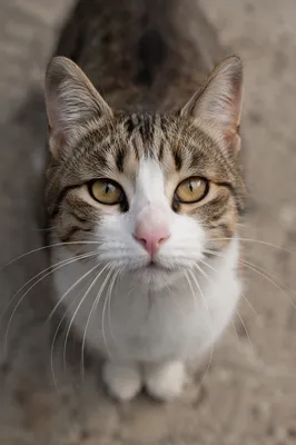 Close Up Tabby Cat With Hazel Eyes