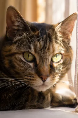 Sunlit Cat Portrait With Green Gold Eyes