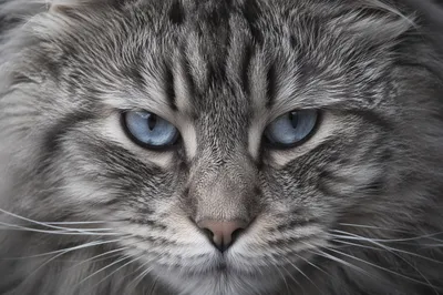 Blue Eyed Gray Tabby Cat Close-Up
