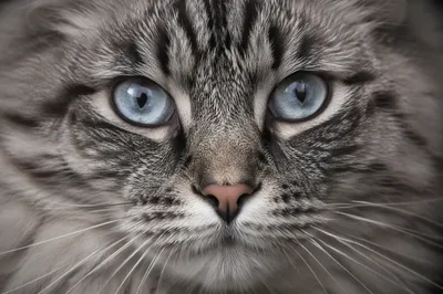 Blue Eyed Tabby Cat Close Up