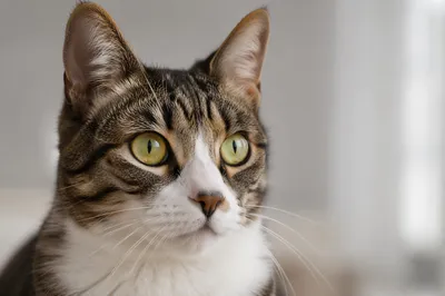 Close-Up Tabby Cat With Green Gold Eyes