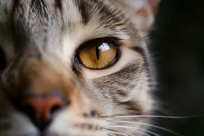 Calm Cat Eye Macro Portrait