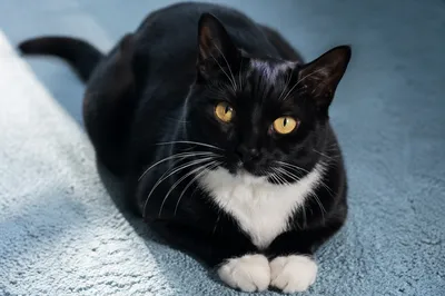 Tuxedo Cat with Golden Amber Eyes