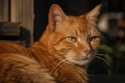 Calm Ginger Tabby Cat Close Up