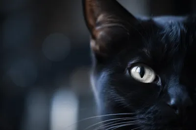Black Cat Close-Up with Luminous Eye