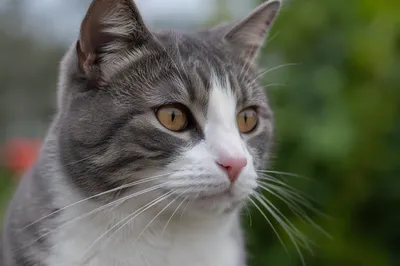 Calm Gray Cat Portrait With Amber Eyes