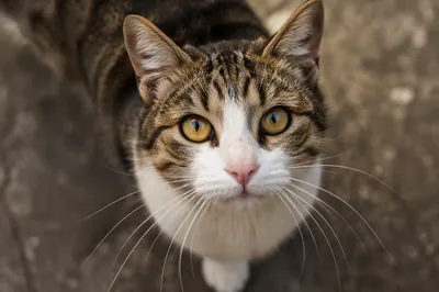 Close Up Tabby Cat with Hazel Eyes