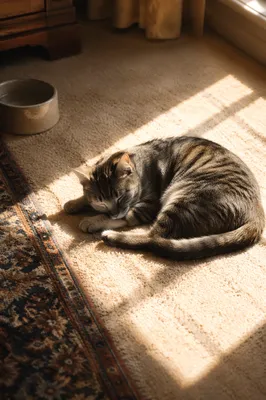 Sleeping Tabby Cat in Morning Sunlight