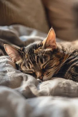 Sleeping Tabby Cat in Warm Sunlight