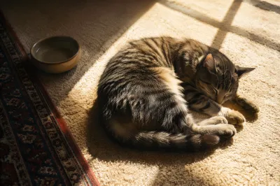 Sleeping Tabby Cat in Morning Sunlight