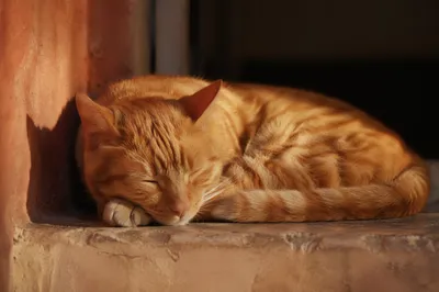 Sleeping Ginger Cat in Warm Sunlight