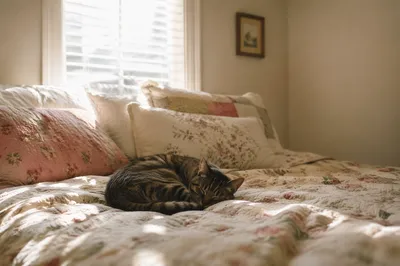 Sleeping Tabby Cat in Morning Sunlight