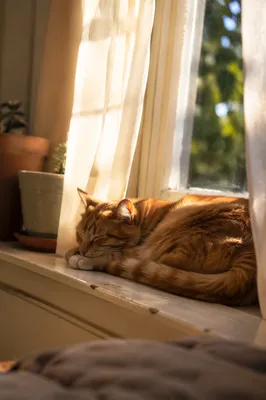 Ginger Tabby Sleeping in Window Sunlight