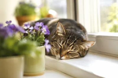 Peaceful Tabby Cat Sleeping in Morning Sunlight