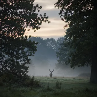 Solitary Stag in Misty Forest Dawn